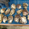 飯岡の岩牡蠣をゲット🦪