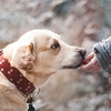 【犬の拾い食いにお困りの飼い主様向け】１日５分で「出して」をマスター！多くの飼い主が安心散歩を手に入れた方法