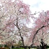 4月バ● けど桜は今年も美しい