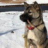 ルウさん、豚耳くわえて何思う。