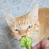 美味しい旬の白菜を食べよう