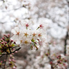 花見の席にはなはなし