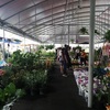 水曜日のチャトチャックマーケットは激安植木市・ドイトゥンカフェも30％オフ