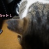 <span itemprop="headline">犬なのか猫ねのか？</span>