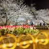 桜ライトアップと鴨川