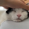 帰省中のにゃんこ達！～久しぶりに登場！～