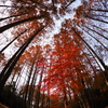 生田緑地の紅葉風景