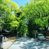 新緑の向日神社