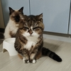 逆さクリスマスツリー