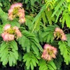 ネムの花