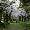 戸切地陣屋跡、北斗の桜