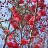 奈良西国巡りといちご狩りの旅3（月ヶ瀬梅林）