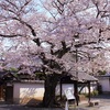 路地裏桜2014～「本隆寺」