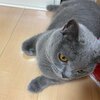 いつもの僕になってきた(コテツ　猫　 1歳)