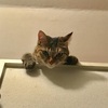 猫ってロフトのはしご(梯子)登れるの？