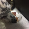 犬に食器台は必要か？