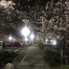 桜を見ながら夜散歩