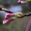 佐渡　春雨〜桜もツボミ