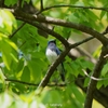 2023.04　オオルリ (Blue-and-white Flycatcher) ほか