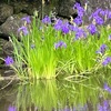 ５月鎌倉海蔵寺２　　昨日のバイカウツギとともに，５月の海蔵寺では，楓の新芽，そして，心字池の燕子花が見所になります．華やかな花菖蒲にやや押されて，観賞できる場所が減っている気がするカキツバタ．海蔵寺心字池の水面に姿を映し込んだ燕子花は，遠目になりますが，他ではなかなか見られない構図かと思うのですが---私の欲目でしょうか．　　かきつばた扇つかへる手のしろき人に夕の歌書かせまし　与謝野晶子　　杜若むらさきふかく咲く辺（へ）まで昨日はありしさきはひなるかを　前川佐美雄