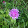 (277) Cirsium japonicum