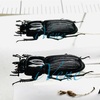 【Memorandum】正体不明のクワガタムシの例14