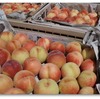 桃の収穫が終わった～今年の出来具合は