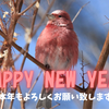 新年のご挨拶