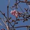 河津桜　開花