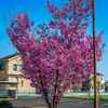2026年4月12日　上尾市平塚1丁目の花々