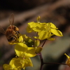 蜥蜴でる