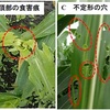 【全農家対象】県内でのツマジロクサヨトウの発生について