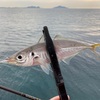 今日もアジを釣るよ。