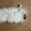 猛暑の中のお留守番