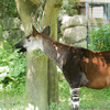 横浜金沢動物園2