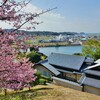 藤山公園河津桜・脇の菜の花畑　　