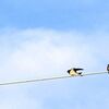 ☆電線に揃うツバメは、親子かな？