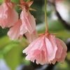 八重桜の涙雨