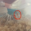 コタロー、しっぽ伸びた？笑