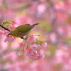 メジロと河津桜