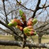 新発田市「加治川治水公園」早咲きの桜 2025 (3/25)