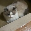 外の音が気になって落ち着かないようだったふくちゃん