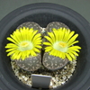 澄青玉、青磁玉、ノーリニアエの花