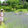 ラベンダーは、本来、雑草なんだ・・・：グリンパーク吉峰のハーブ園