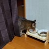 お夕飯中のこじろうさんと壁紙