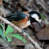 日本　6月29日文殊の森公園の野鳥たち