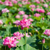咲きそろうハスの花：無量寺
