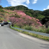 八重岳桜の森公園に寒緋桜を見に行った。