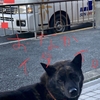 甲斐犬サン、病院へ行くの巻〜オナカ、治ラナイデス(-.-;)y-~~~