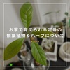 【台湾華語】お家で育てられる定番の観葉植物＆ハーブ